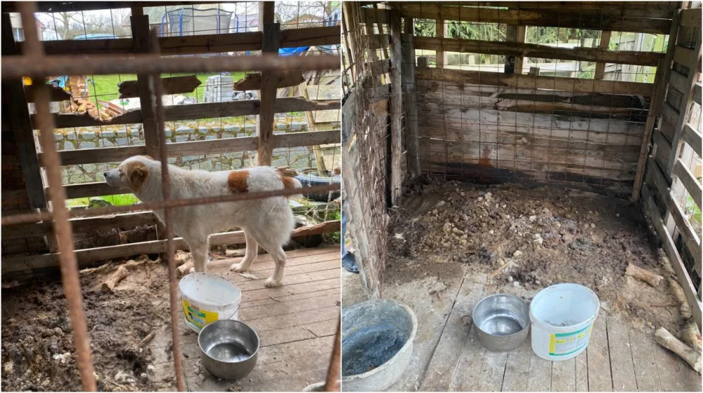 Pastevecký pes živořil v provizorním boxu v hromadě výkalů, veterináři ho odebrali a předali do péče útulku