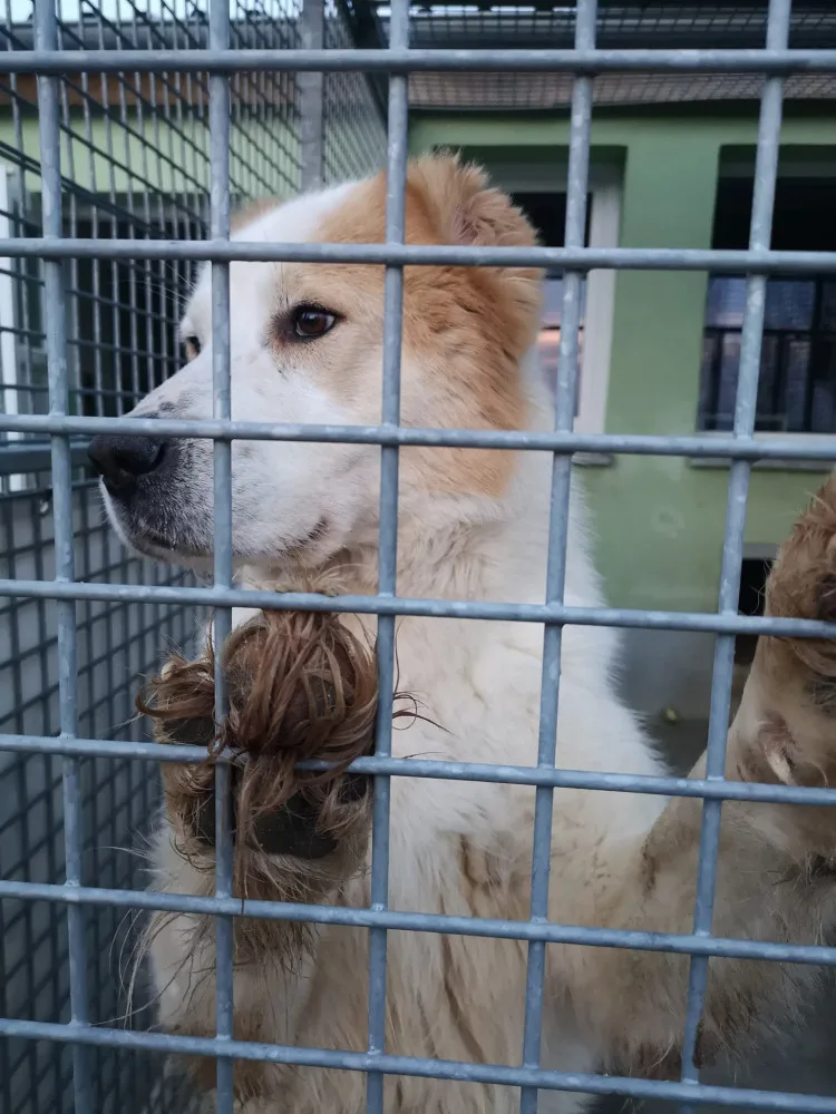Pastevecký pes živořil v provizorním boxu v hromadě výkalů, veterináři ho odebrali a předali do péče útulku