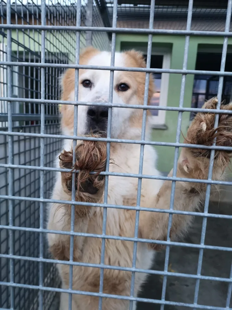 Pastevecký pes živořil v provizorním boxu v hromadě výkalů, veterináři ho odebrali a předali do péče útulku