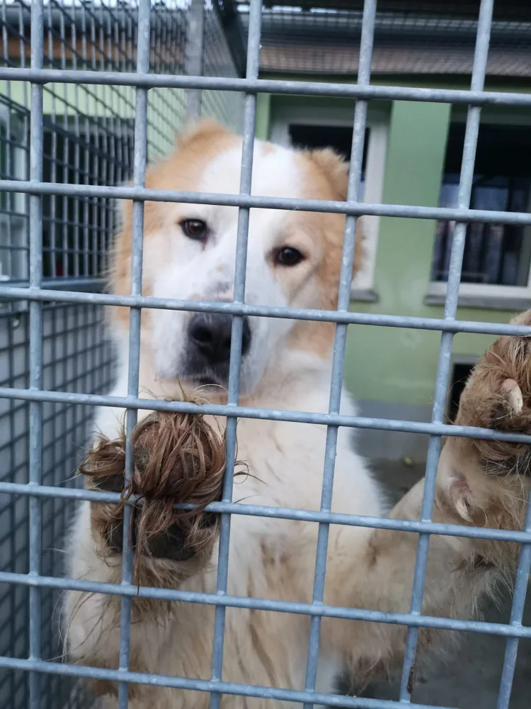 Pastevecký pes živořil v provizorním boxu v hromadě výkalů, veterináři ho odebrali a předali do péče útulku