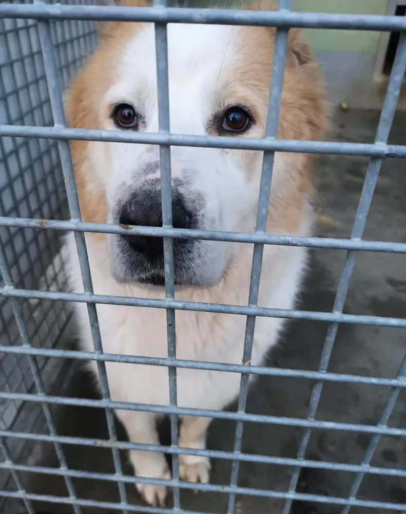 Pastevecký pes živořil v provizorním boxu v hromadě výkalů, veterináři ho odebrali a předali do péče útulku