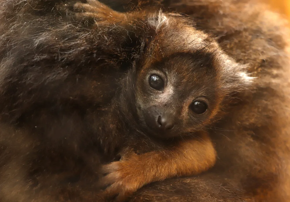 Po sedmi letech čekání se v plzeňské zoo radují z mláděte ohroženého lemura rudobřichého