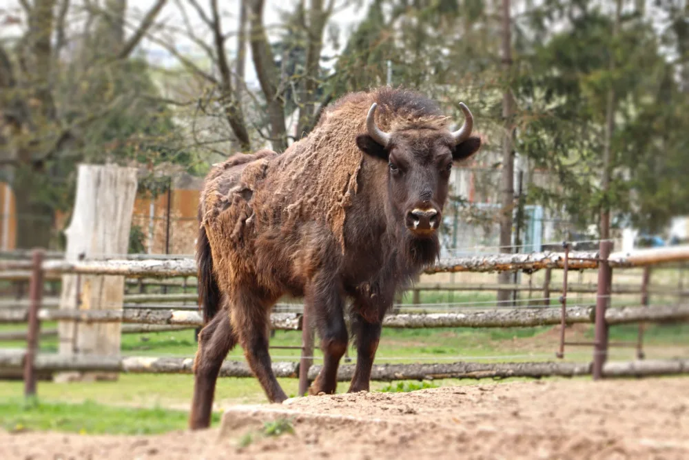 V prostoru, který přímo navazuje na výběhy medvědů, zubrů a vlků, zoo plánuje rozšíření expozice palearktické oblasti.