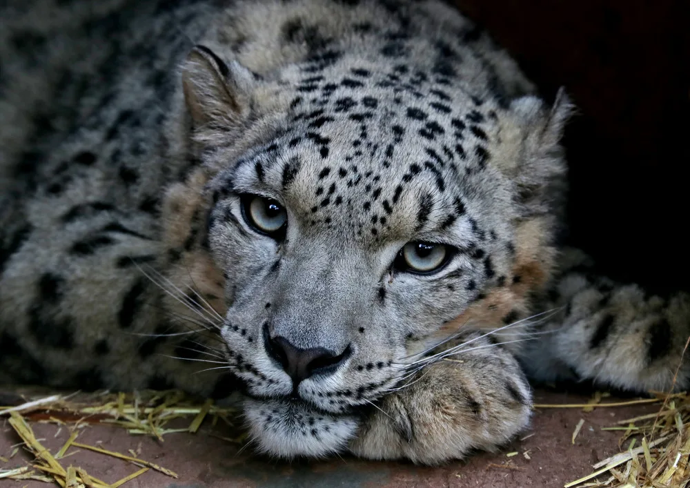 Návštěvníci plzeňské zoo mohou nově pozorovat mladou samici sněžného levharta, přicestovala z Lipska
