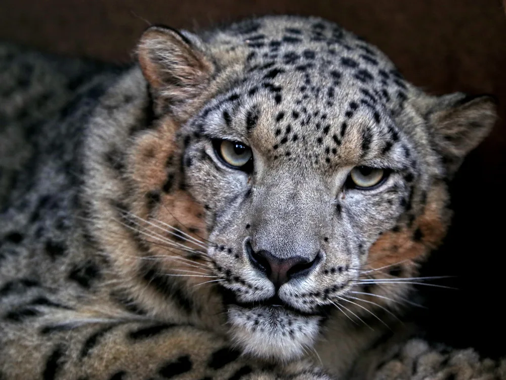 Návštěvníci plzeňské zoo mohou nově pozorovat mladou samici sněžného levharta, přicestovala z Lipska