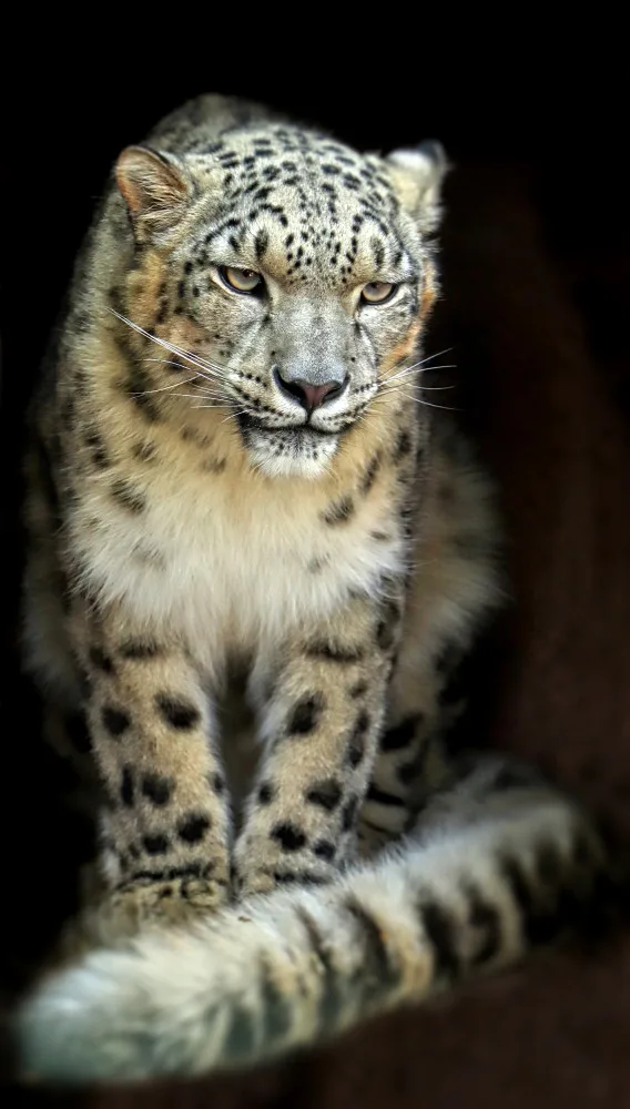 Návštěvníci plzeňské zoo mohou nově pozorovat mladou samici sněžného levharta, přicestovala z Lipska