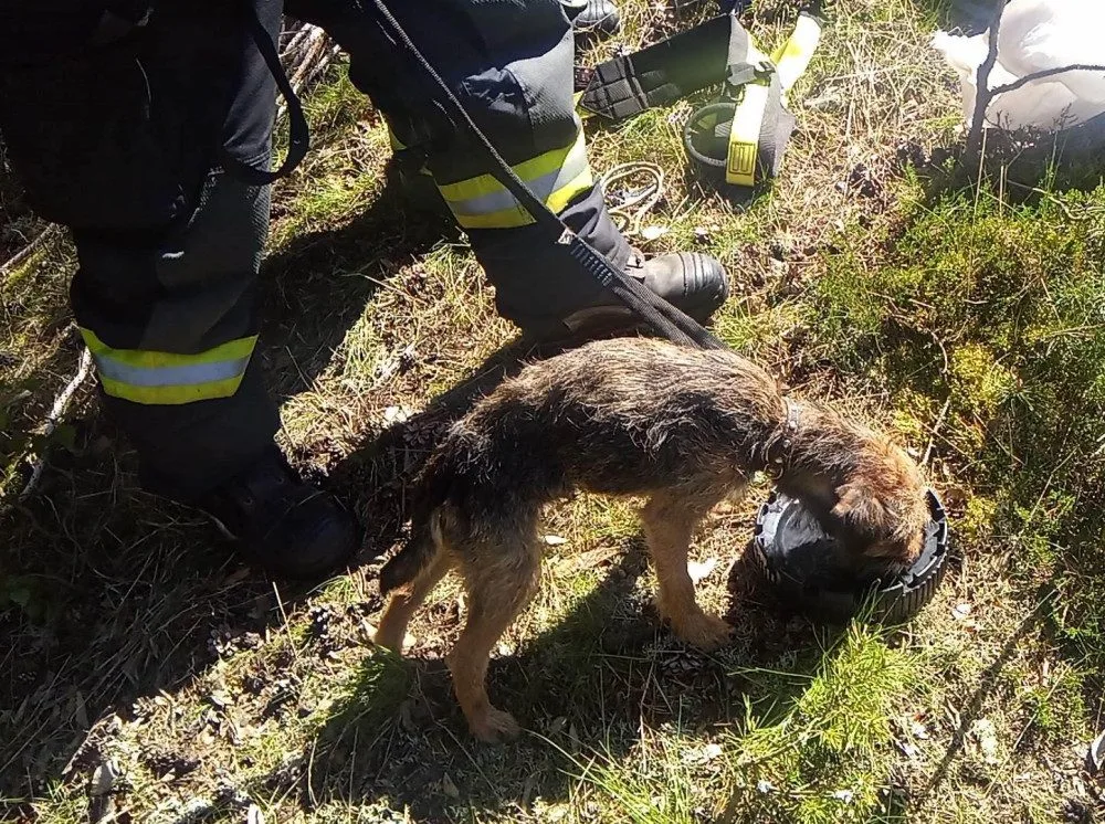 Ztracený pes skoro měsíc přežíval uvězněný ve štole, záchrana přišla čirou náhodou