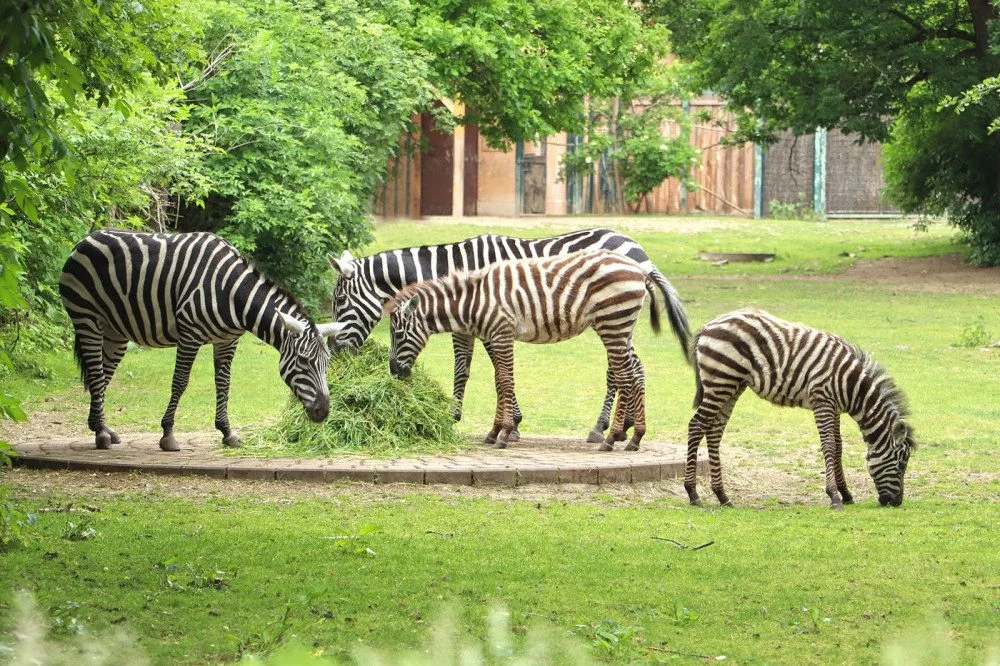 Mládě velmi vzácné zebry bezhřívé, narozené v lednu v plzeňské zoo, se jmenuje Embimbi