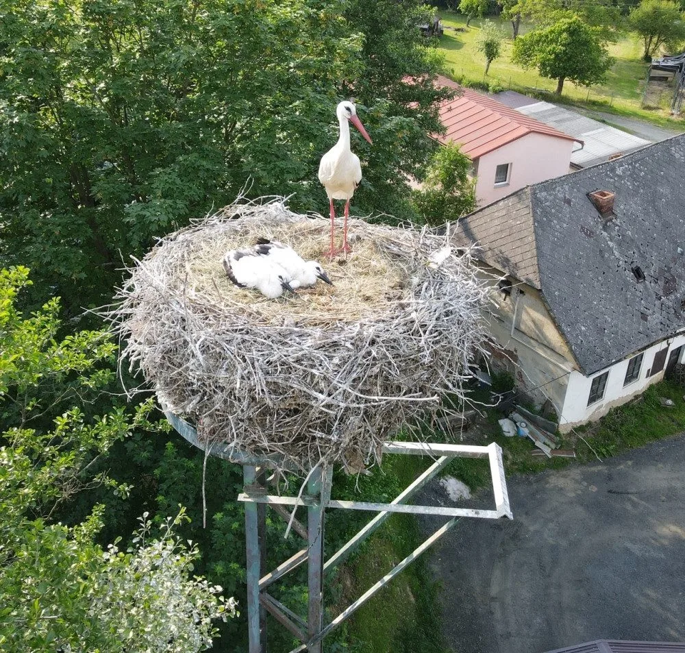 Experti kontrolovali čapí hnízda a kroužkovali mláďata. Narazili i na extrémně bojovnou samici s ostrým zobákem
