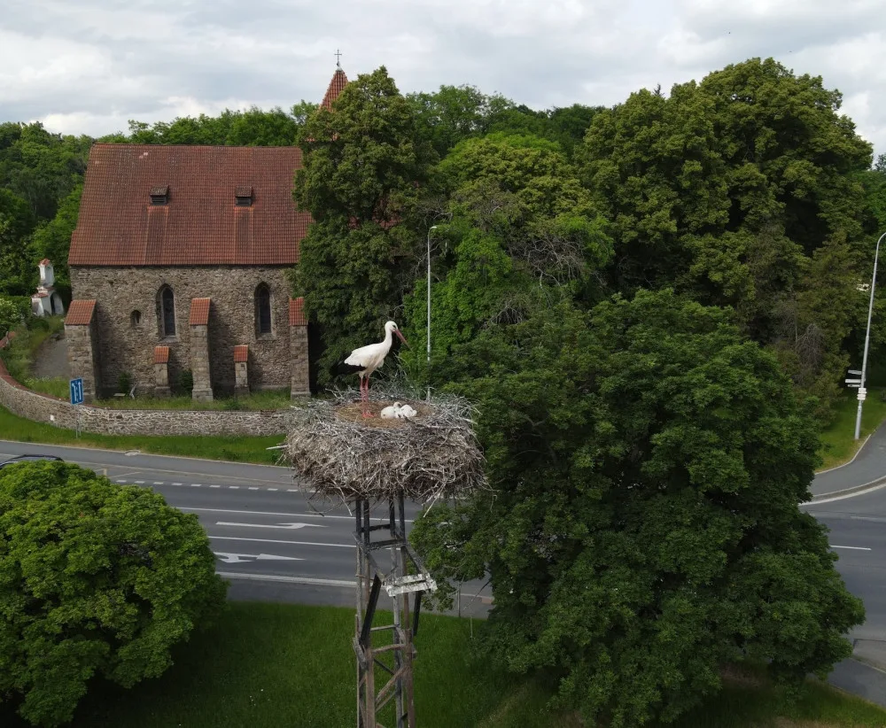 Experti kontrolovali čapí hnízda a kroužkovali mláďata. Narazili i na extrémně bojovnou samici s ostrým zobákem