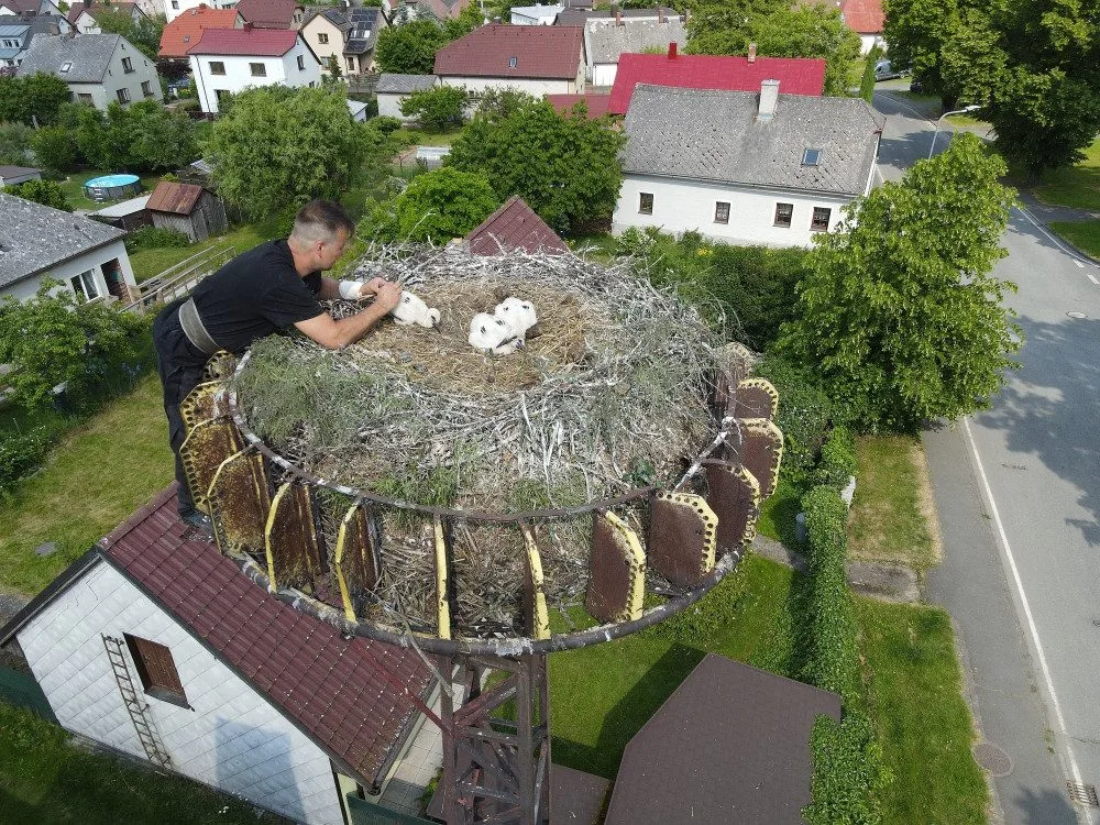 Experti kontrolovali čapí hnízda a kroužkovali mláďata. Narazili i na extrémně bojovnou samici s ostrým zobákem