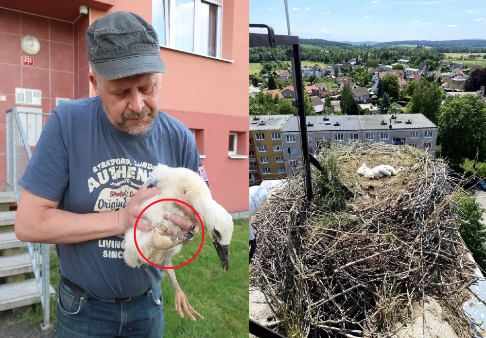 Zraněná končetina čapího mláděte se bohužel nehojila a jeho zdravotní stav se prudce zhoršil