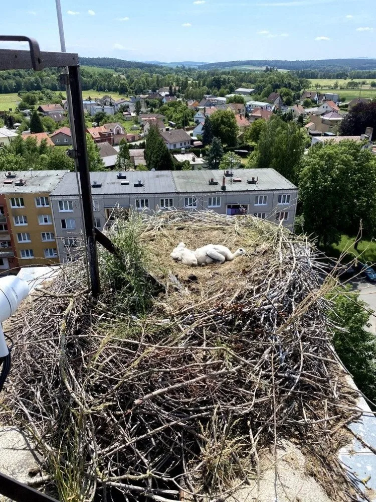 Provaz ošklivě zaškrtil na hnízdě nohu malého čápa. Mládě bohužel vážné zranění nepřežilo