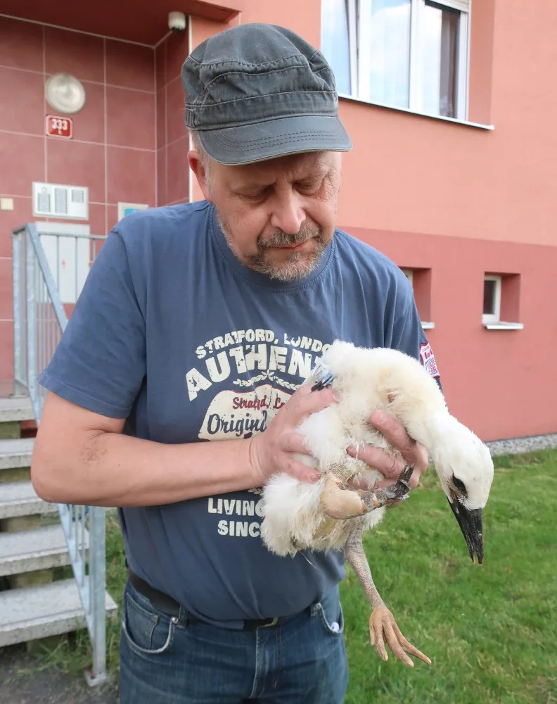 Provaz ošklivě zaškrtil na hnízdě nohu malého čápa. Mládě bohužel vážné zranění nepřežilo