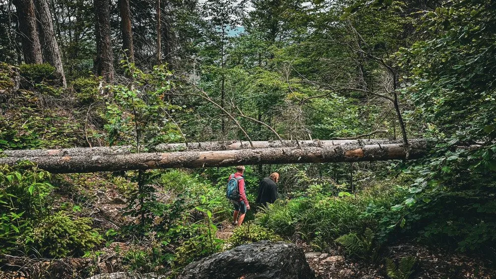 Vystoupejte na Falkenstein a užijte si magickou atmosféru nejdivočejšího pralesa Bavorského lesa a Šumavy