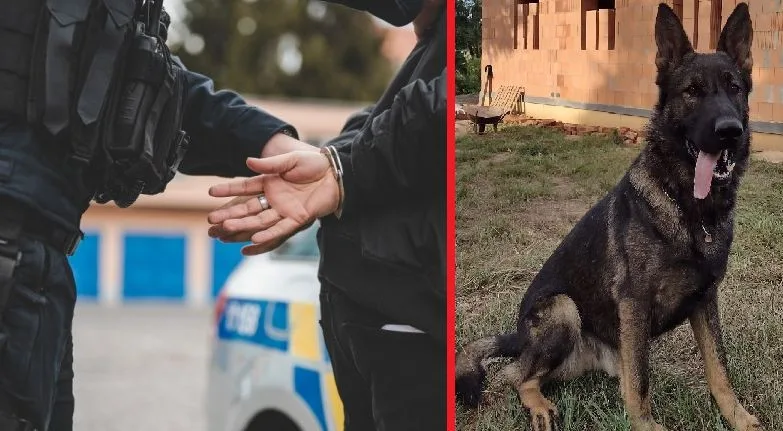 Nebezpečná a ozbrojená dvojice zlodějů se po nevydařené akci skrývala v řepkovém poli. Dopadl je policejní pes