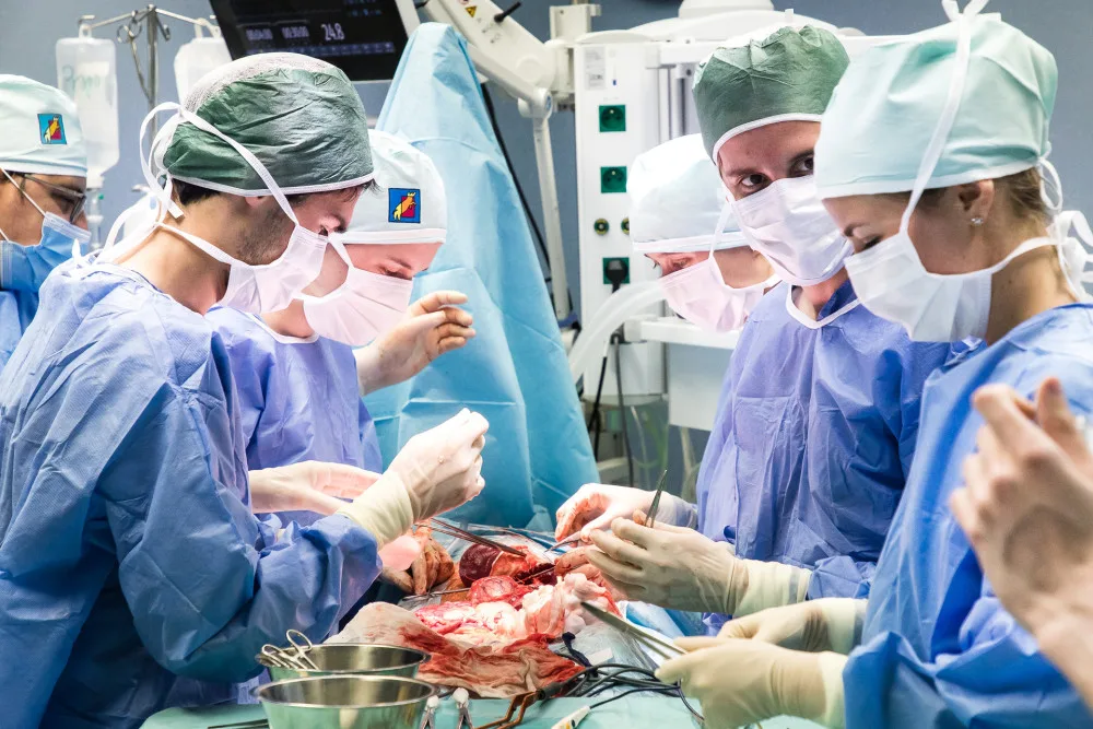 Studenti medicíny operují na škole v Plzni prasata, čtyřnohým pacientům sešívají cévy nebo odstraňují ledvinu