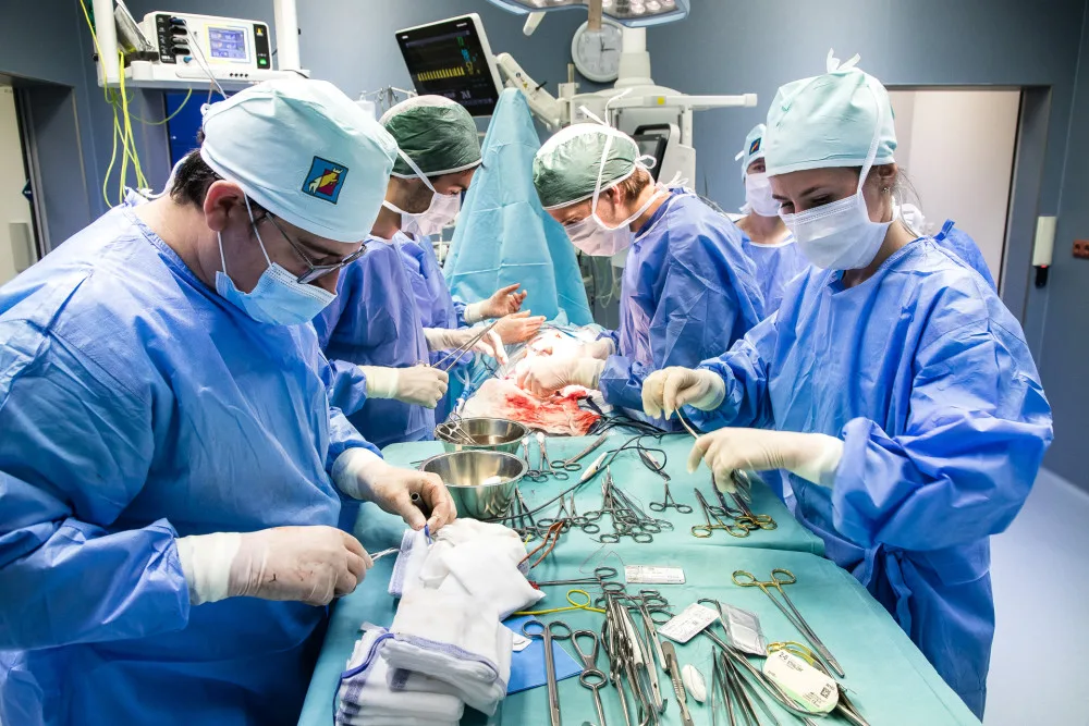 Studenti medicíny operují na škole v Plzni prasata, čtyřnohým pacientům sešívají cévy nebo odstraňují ledvinu