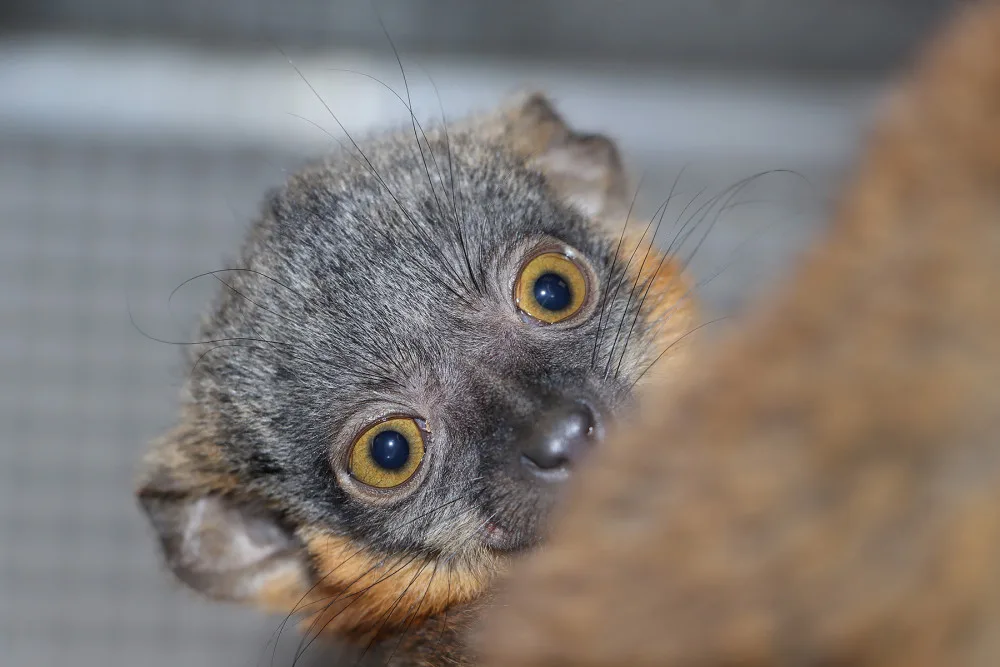 Lemur Límcový, foto: K. Misíková