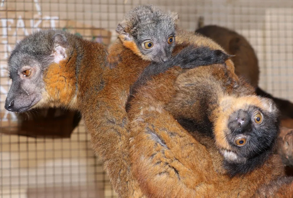 Chovatelům v plzeňské zoo dělají radost dvojčata lemura límcového i tři mláďata damanů kapských
