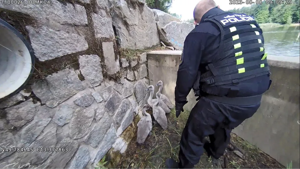 VIDEO: Labutí mláďata uvízla pod přepadem rybníka a nemohla zpět k rodičům, situaci zachránili strážníci