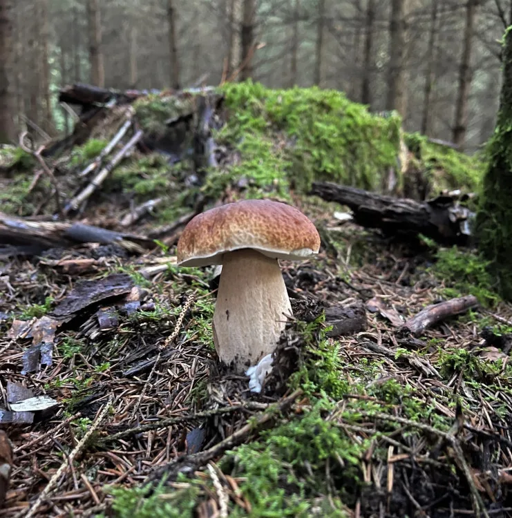 Houby porostou, podle meteorologů jsou nejlepší podmínky na horách