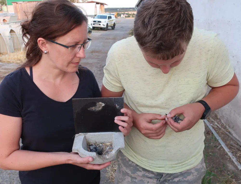 Jiřičky si oblíbily umělá hnízda u kravína, ochránci zvířat jim tam proto nainstalovali další řadovku