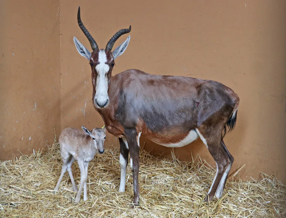V zoo se radují z nečekaného přírůstku, kterým se stala samička buvolce běločelého