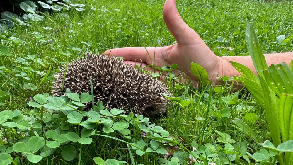Ježkům se u nás na zahradě líbí a nám se líbí jejich společnost