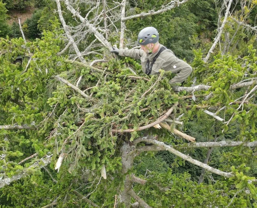 Jiří Segeč instaloval 40 metrů nad zemí do špičky smrku nové a bezpečnější hnízdo pro orla mořského