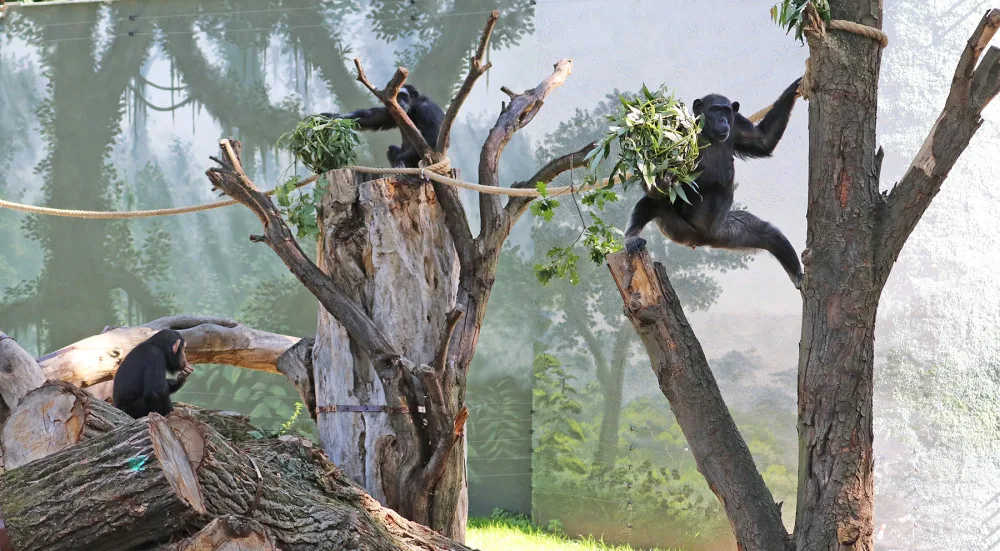 Šimpanzi v plzeňské zoo dovádějí v novém výběhu, nechybí tam prolézačky, lana a vodní příkop