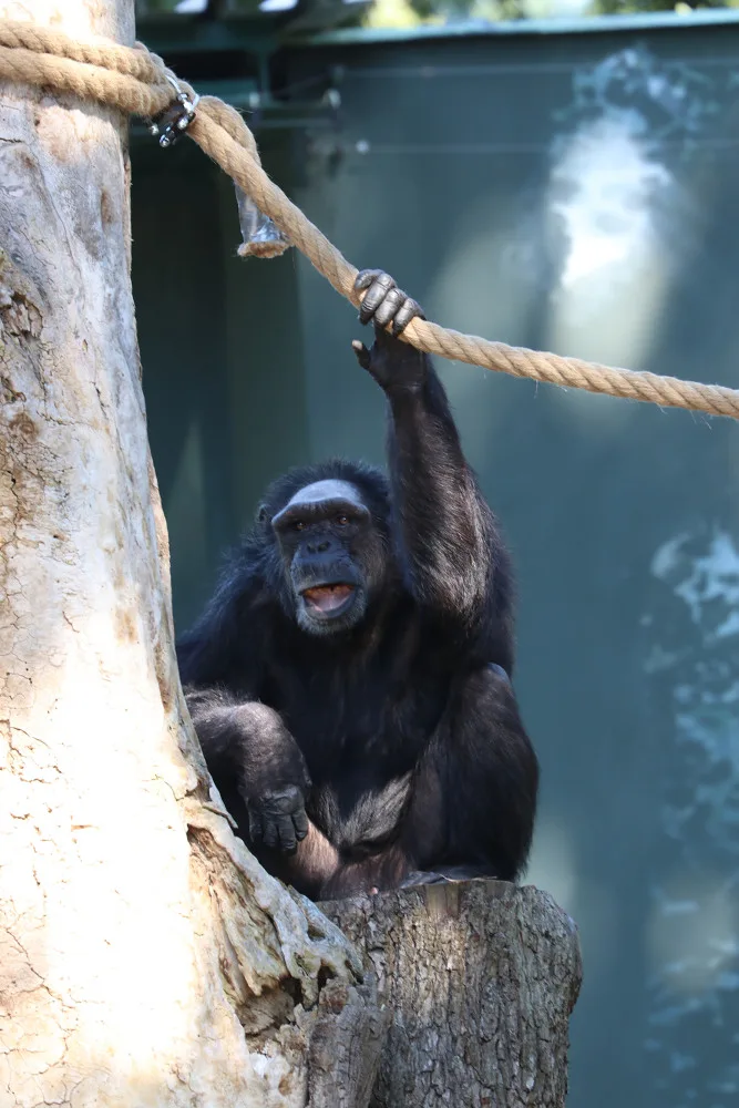 Šimpanzi v plzeňské zoo dovádějí v novém výběhu, nechybí tam prolézačky, lana a vodní příkop