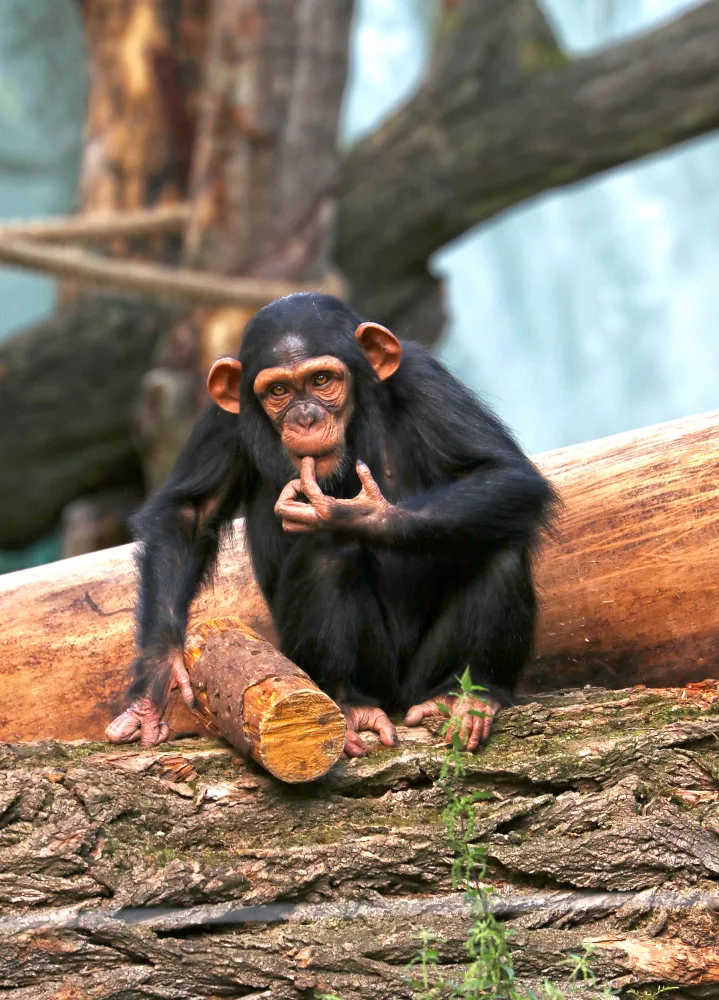 Šimpanzi v plzeňské zoo dovádějí v novém výběhu, nechybí tam prolézačky, lana a vodní příkop