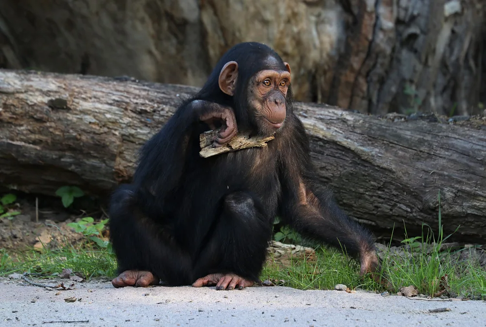Šimpanzi v plzeňské zoo dovádějí v novém výběhu, nechybí tam prolézačky, lana a vodní příkop