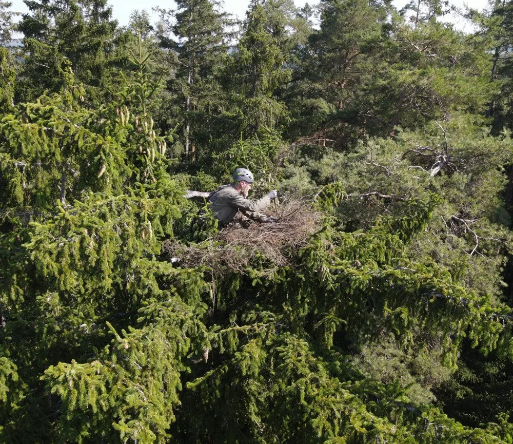 Jiří Segeč instaloval nové hnízdo pro orly mořské vysoko v koruně stromu