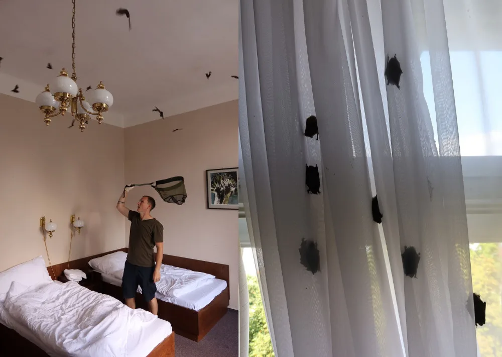 Netopýři obsadili pokoj v jejich oblíbeném hotelu. Pohodlí si tam užívalo 256 živých jedinců, které bylo třeba odchytit