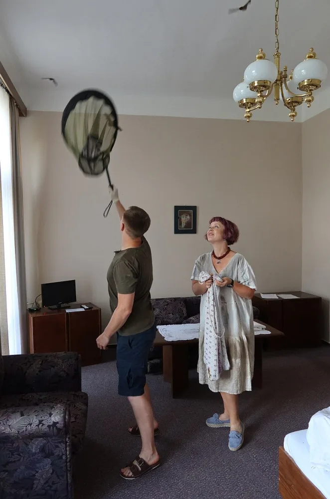 Netopýři obsadili pokoj v jejich oblíbeném hotelu. Pohodlí si tam užívalo 256 živých jedinců, které bylo třeba odchytit