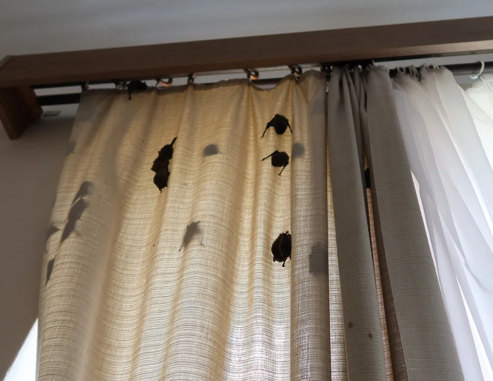 Netopýři obsadili pokoj v jejich oblíbeném hotelu. Pohodlí si tam užívalo 256 živých jedinců, které bylo třeba odchytit