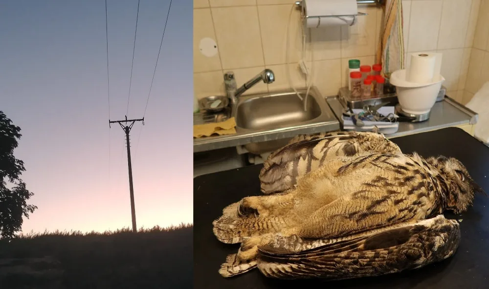 Mládě vzácného výra velkého zahynulo po zásahu elektrickým proudem, když usedlo na sloup s vedením