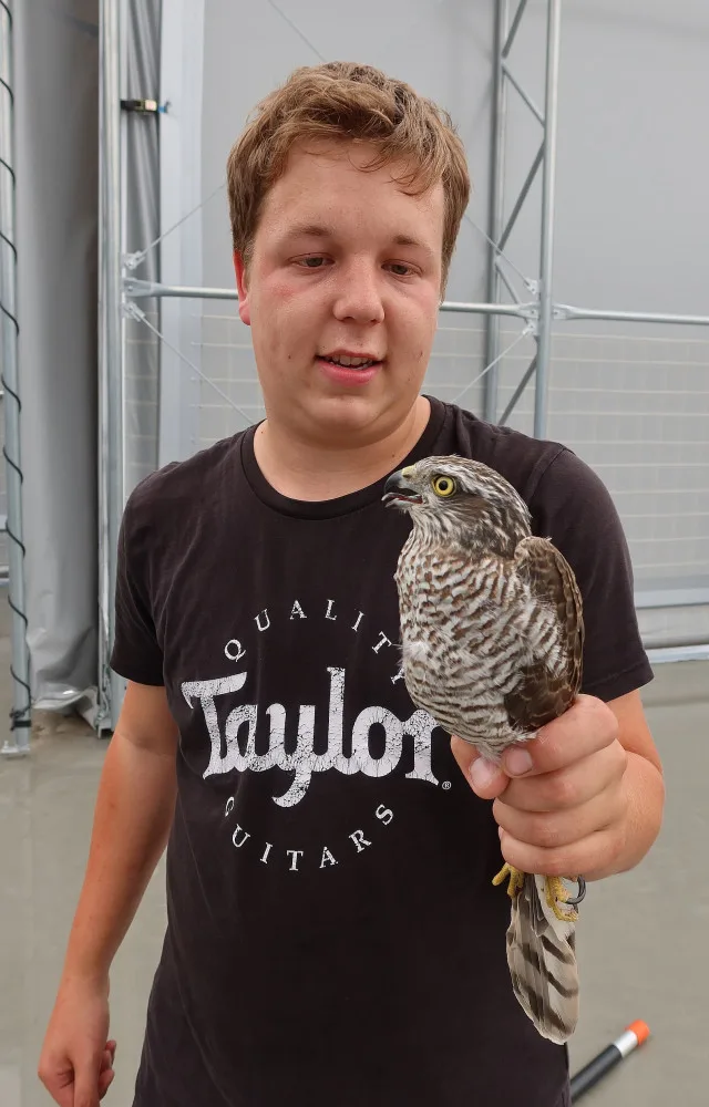 Dravec při lovu vlétl do průmyslové haly, zkušený tým ornitologů ho lapil za pár minut