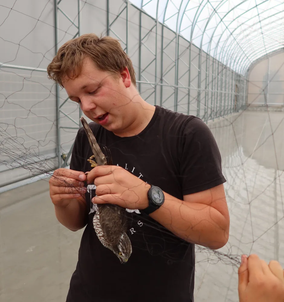 Dravec při lovu vlétl do průmyslové haly, zkušený tým ornitologů ho lapil za pár minut