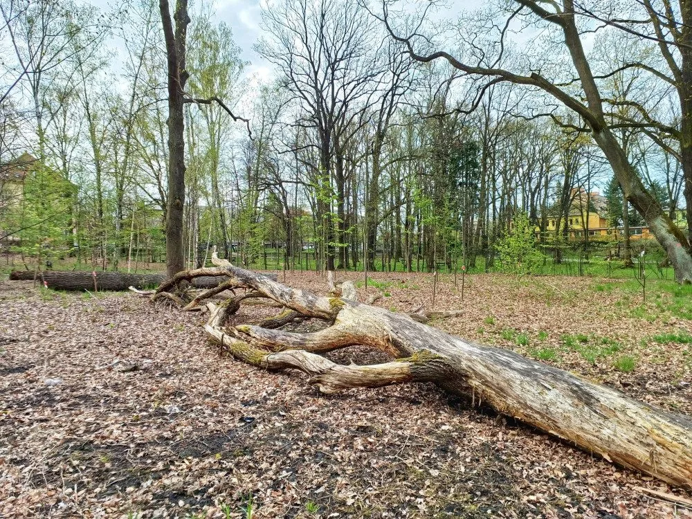Dříve zpustlý Papírenský park projde proměnou, lidé se budou moci seznámit s návrhem revitalizace