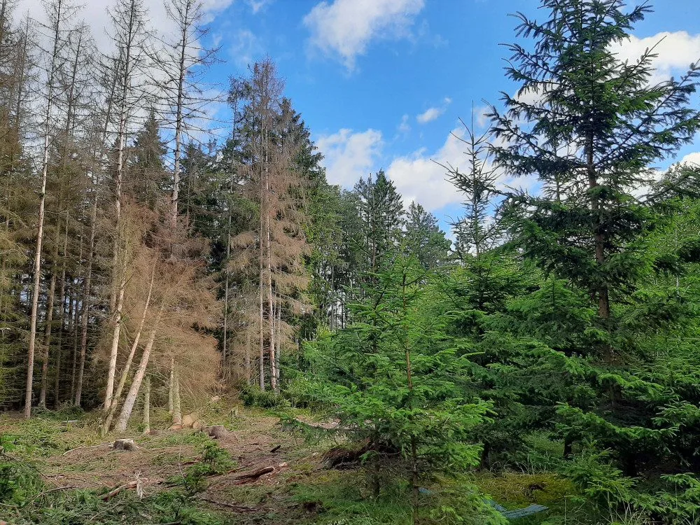 Kůrovec je na ústupu, satelitní snímkování pouze odhalilo šest ohnisek na více než 3000 hektarech lesů