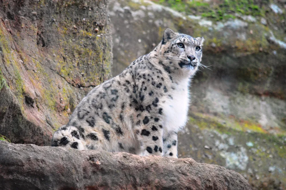 Zoologická zahrada v Plzni láká na výjimečnou silvestrovskou atmosféru