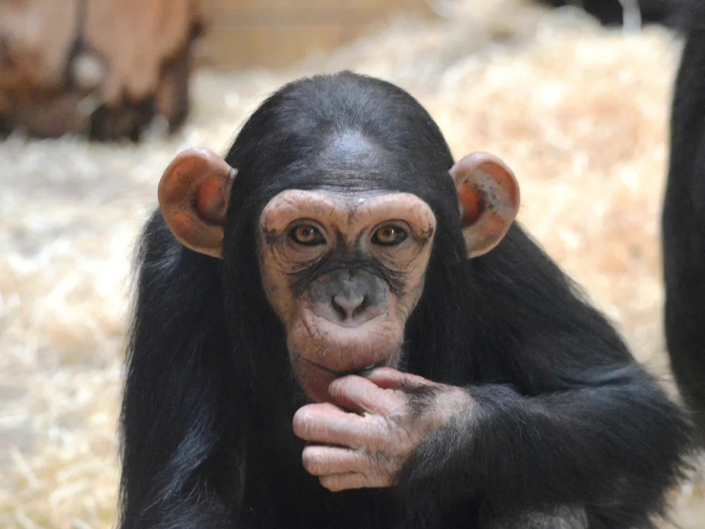 První den nového roku pro plzeňskou zoo od roku 2020 znamená oslavu šimpanzích narozenin. Samici Caile jsou už 4 roky!