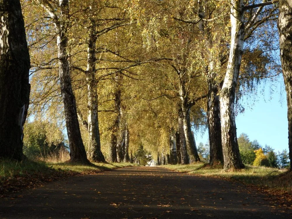 Březová alej ke kostelu sv. Maří Magdalény, foto: Martina Burianová