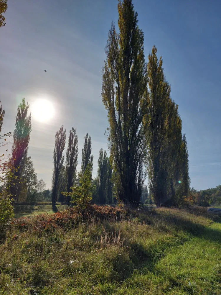 Topolová alej údolím Úslavy, foto: Jiří Hendrich