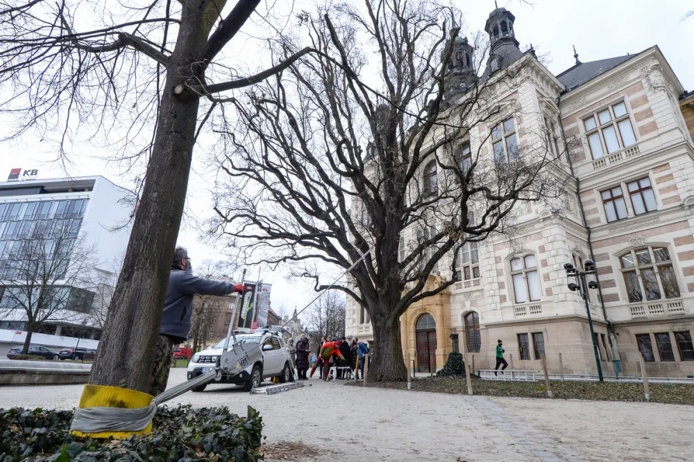Dřevokazná houba napadla vzácný a starý dub před Západočeským muzeem. Experti pomocí přístrojů testují jeho stav