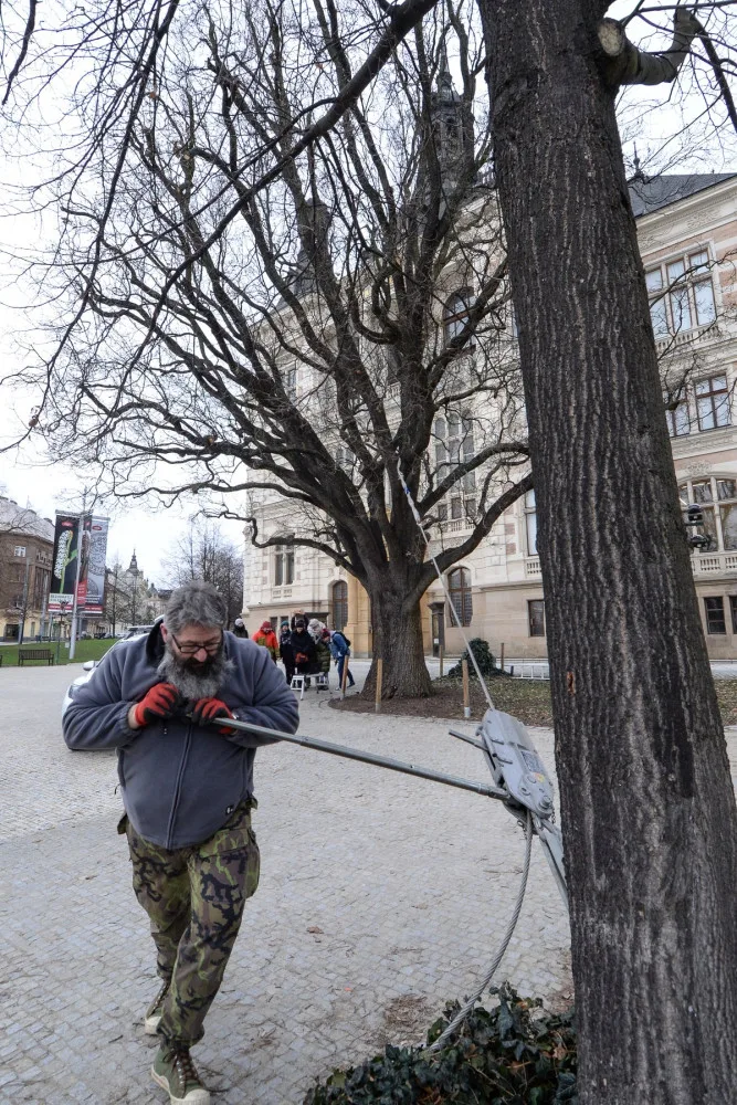 Dřevokazná houba napadla vzácný a starý dub před Západočeským muzeem. Experti pomocí přístrojů testují jeho stav