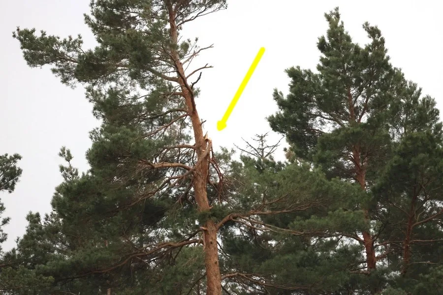 Vichřice strhla z koruny borovice velké orlí hnízdo. Experti teď na stejný strom instalovali novou hnízdní podložku